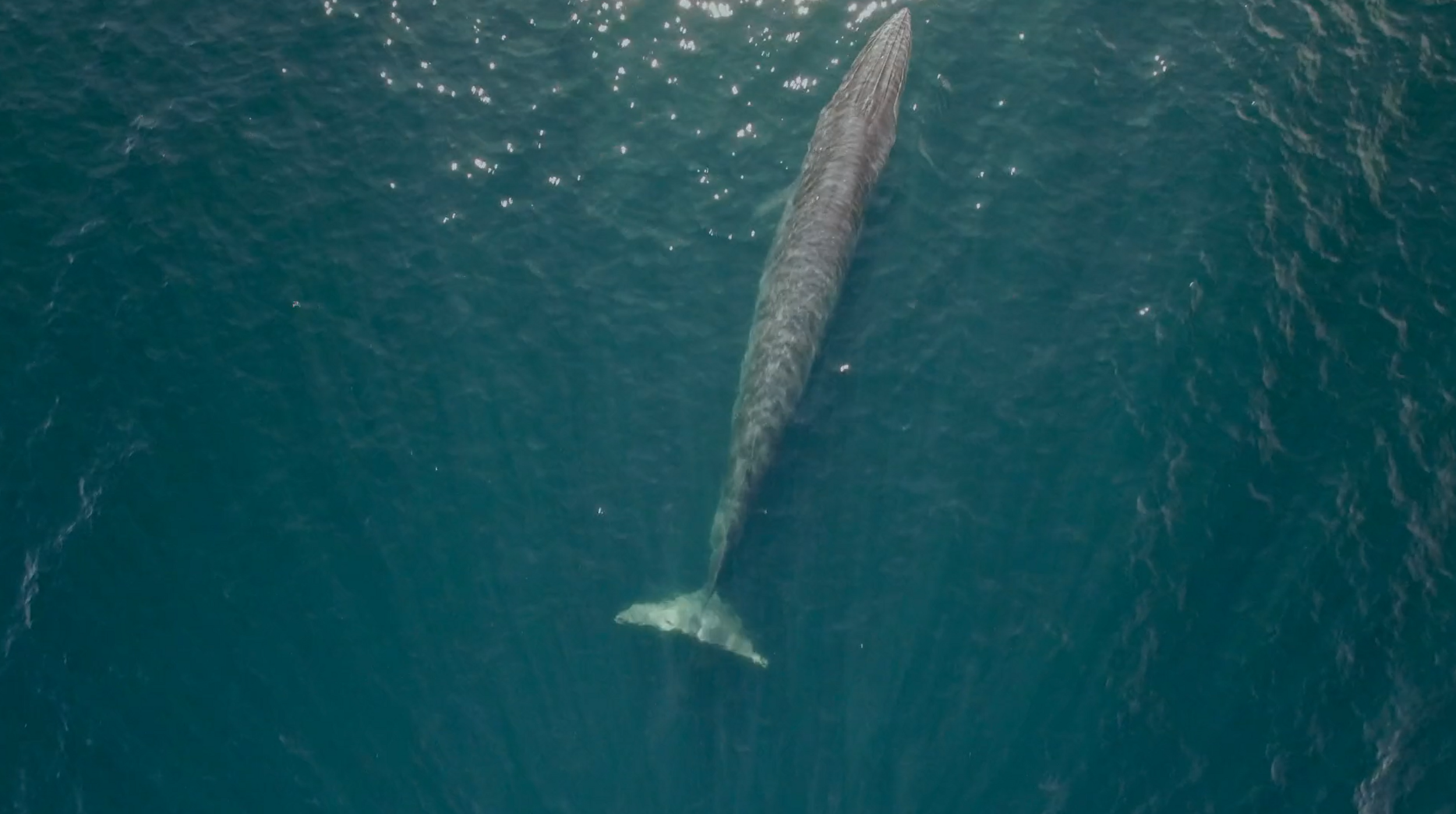 Gulf Innovation Fund Together - GIFT