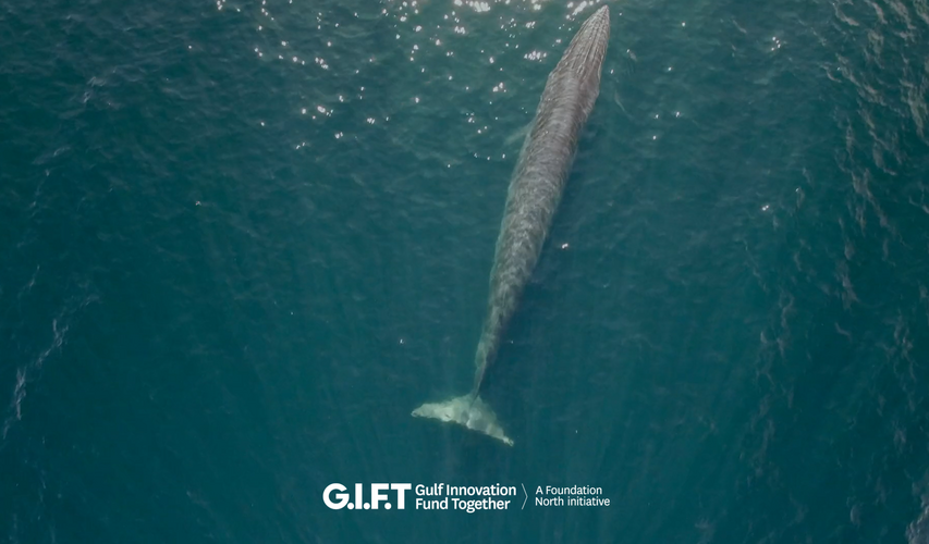 Gulf Innovation Fund Together - GIFT