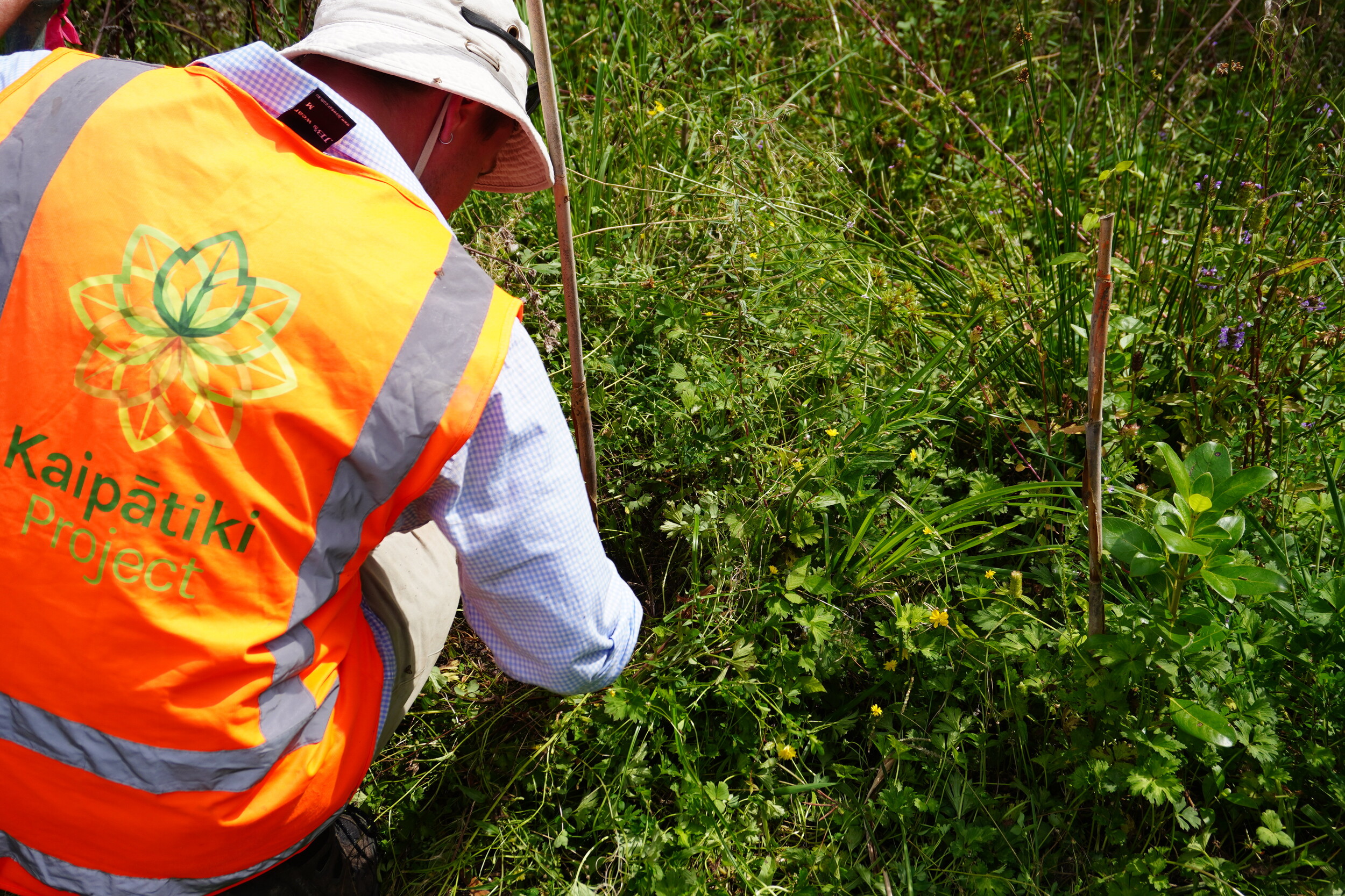 Over-the-shoulder shot of a man wearing a orange hi-visibility vest with green lettering that reads Kaipātiki Project tending to plants outdoors.