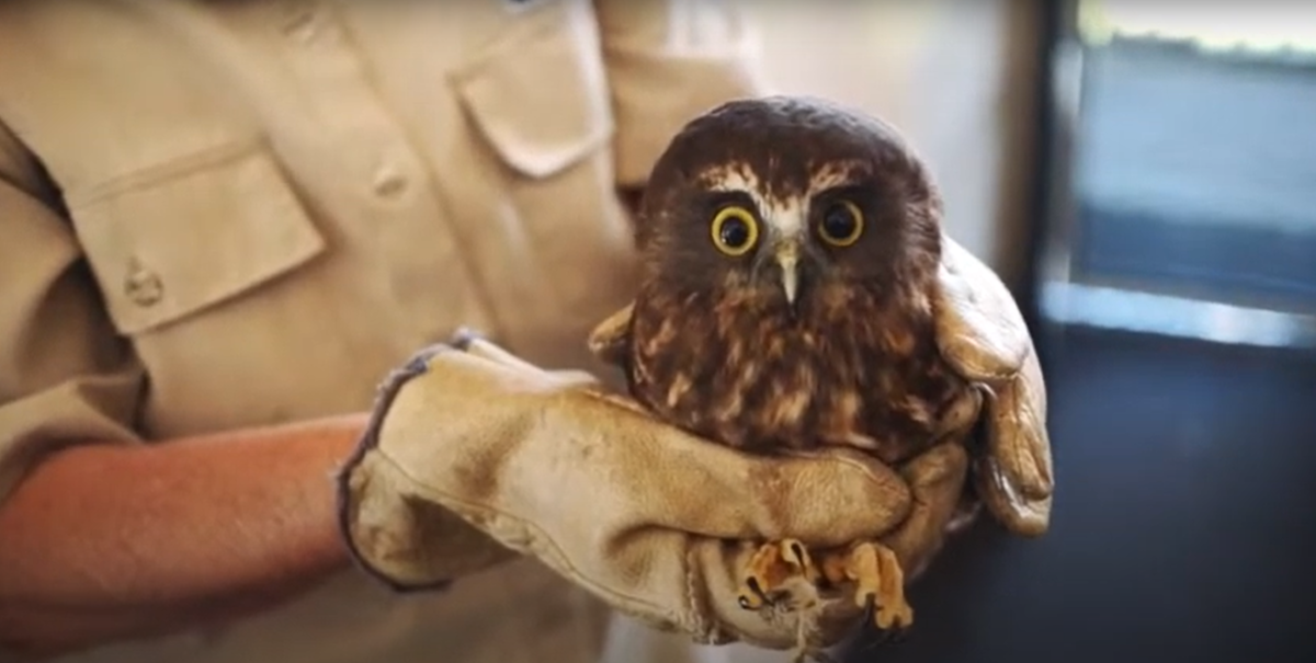 Whangarei Bird Recovery Centre
