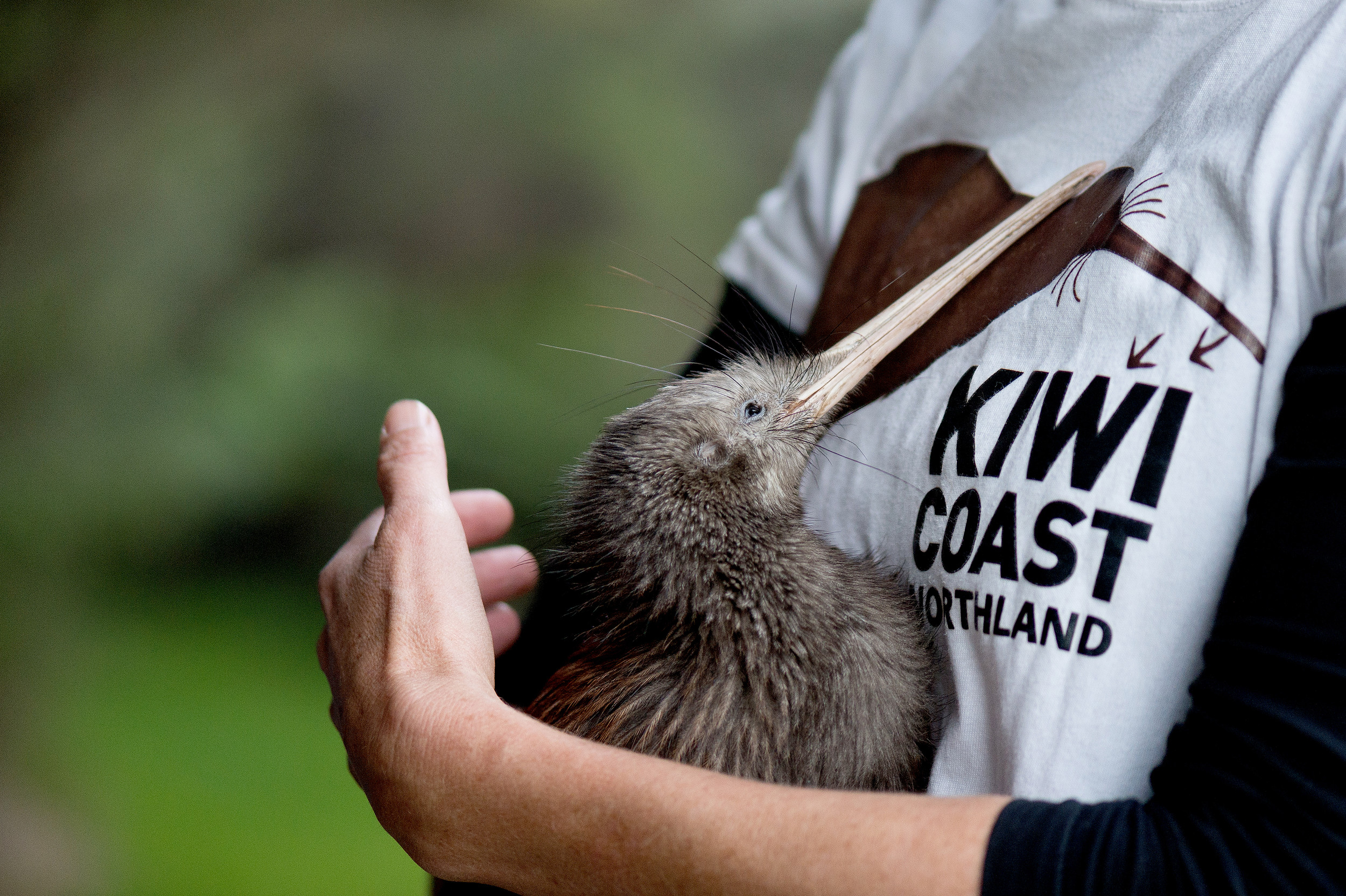 Kiwi Coast Trust