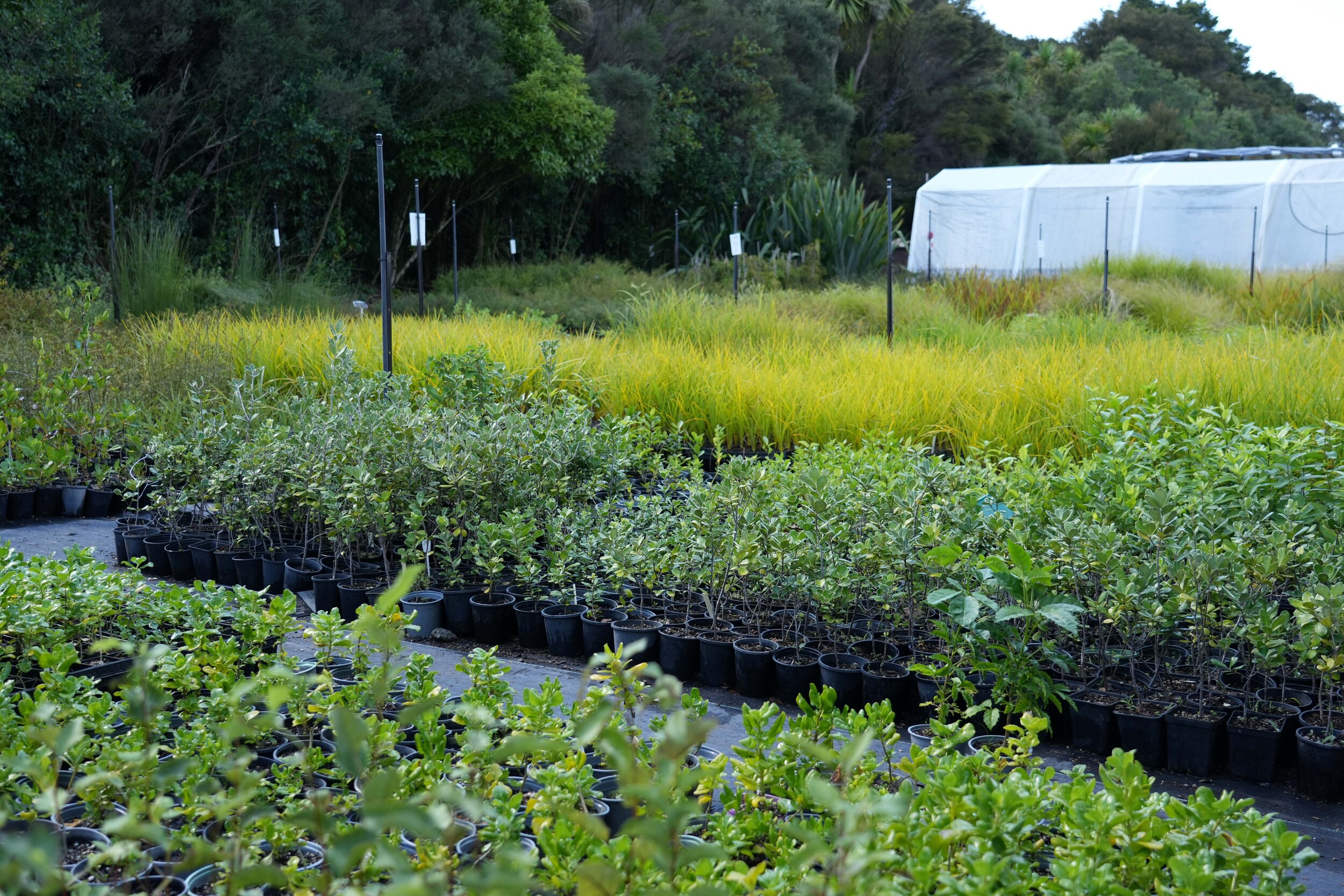 Hundreds of native plant saplings organised in rows at the Kaipātiki Project plant nursery.  